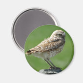 B56穴居性フクロウ マグネット (正面/裏面)