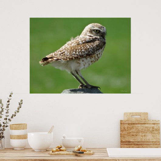 B56穴掘りフクロウ ポスター (キッチン)