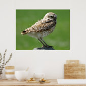 B56 アメリカワシミミズク ポスター (キッチン)