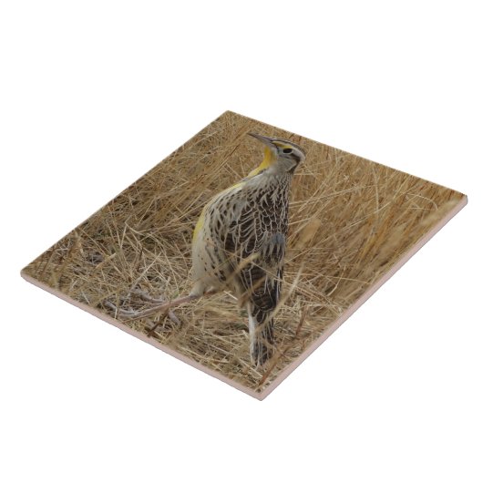 B57西部のMeadowlark タイル (側面)