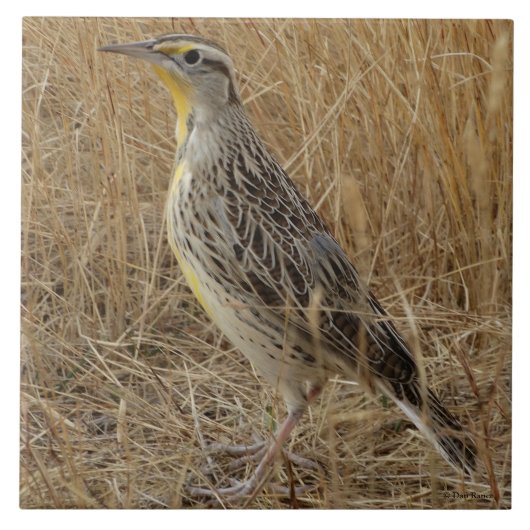 B57 Western Meadowlark タイル (正面)
