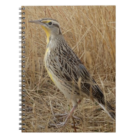 B57 Western Meadowlark ノートブック (正面)