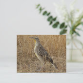 B57 Western Meadowlark ポストカード (スタンド正面)