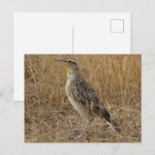 B57 Western Meadowlark ポストカード (正面/裏面)