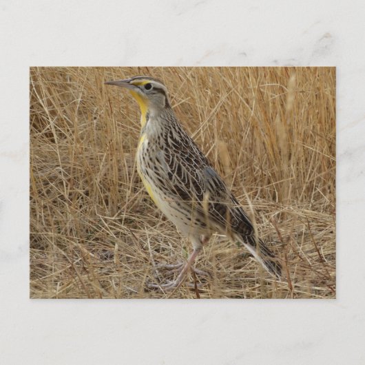 B57 Western Meadowlark ポストカード (正面)