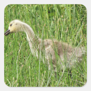 B58 カナダガチョウの幼鳥 スクエアシール