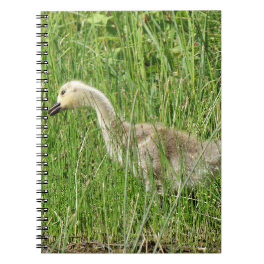 B58 カナダガチョウの幼鳥 ノートブック (正面)