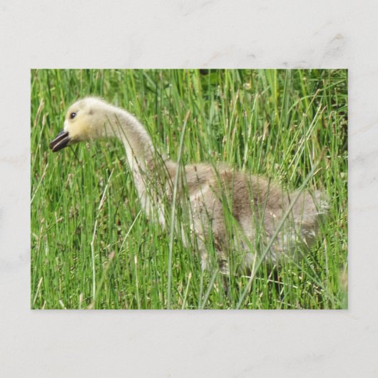 B58 カナダガチョウの幼鳥 ポストカード (正面)