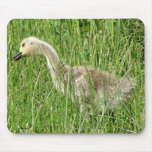 B58 カナダガチョウの幼鳥 マウスパッド (正面)
