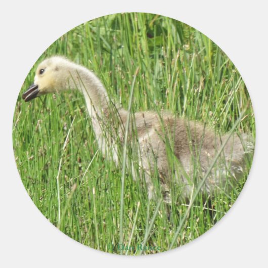 B58 カナダガチョウの幼鳥 ラウンドシール (正面)
