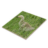 B58 カナダガンの幼鳥が草原で タイル (側面)