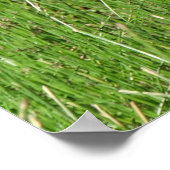 B58 カナダガンの幼鳥が草原で ポスター (角)