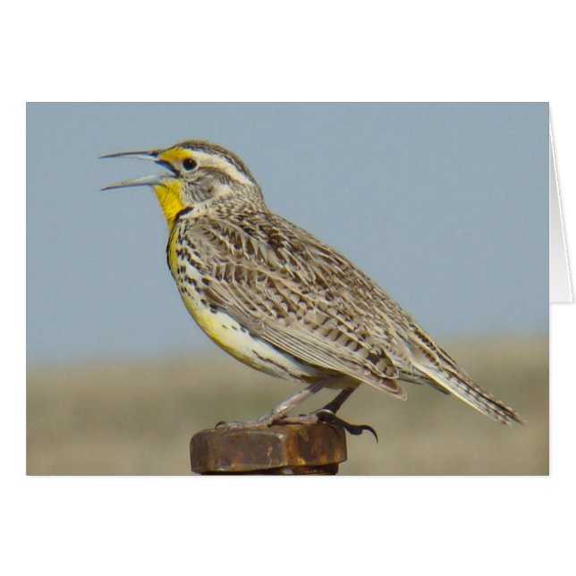 B6ウエスタンメドウラルク (正面横)