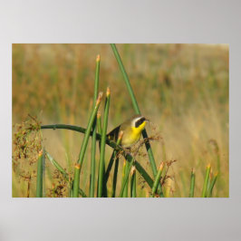 B9一般的イエロースロート ポスター