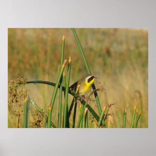 B9一般的イエロースロート ポスター (正面)