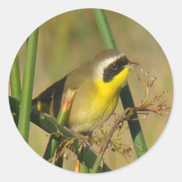 B9一般的イエロースロート ラウンドシール