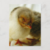 B.仕事で寝る ポストカード (正面)