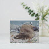 B.岩の上で眠る（アシカ） ポストカード (スタンド正面)