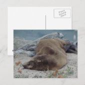 B.岩の上で眠る（アシカ） ポストカード (正面/裏面)