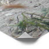 B.岩の上で眠る ポスター (角)