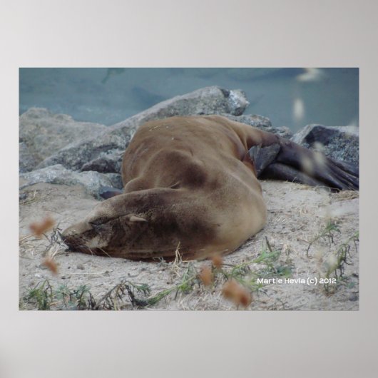 B.岩の上で眠る ポスター (正面)