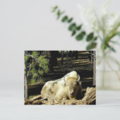 B E A R I Z O N Aホワイトバイソン ポストカード (スタンド正面)