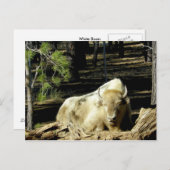 B E A R I Z O N Aホワイトバイソン ポストカード (正面/裏面)