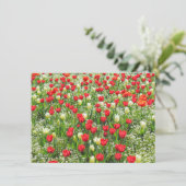 B of Tulips, Gorsedd Gardens, Cardiff, Wales. カード (スタンド正面)