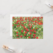 B of Tulips, Gorsedd Gardens, Cardiff, Wales. カード (正面/裏面インサイチュ)