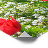 B of Tulips, Gorsedd Gardens, Cardiff, Wales. ポスター (角)