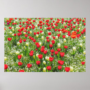 B of Tulips, Gorsedd Gardens, Cardiff, Wales. ポスター