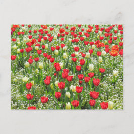 B of Tulips, Gorsedd Gardens, Cardiff, Wales. ポストカード