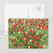 B of Tulips, Gorsedd Gardens, Cardiff, Wales. ポストカード (正面/裏面)