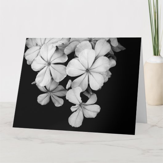 b&wはがき カード (正面)