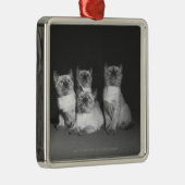 B&Wを調べているシャムの子ネコ メタルオーナメント (右)