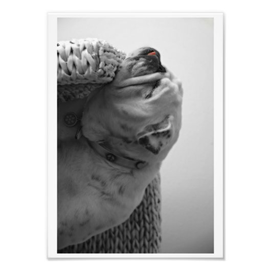 B&Wカラー化ブルドッグ静止頭 フォトプリント            (正面)