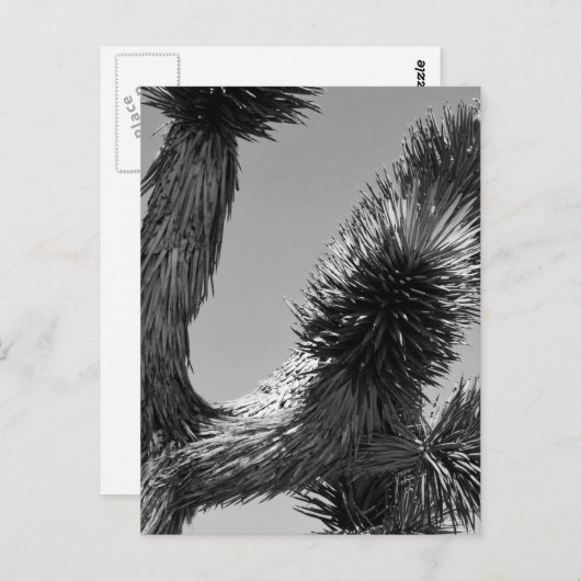 B&Wジョシュアツリーナショナルパーク4 ポストカード (正面/裏面)