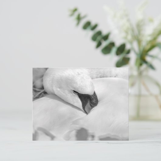 B&Wスワン ポストカード (スタンド正面)