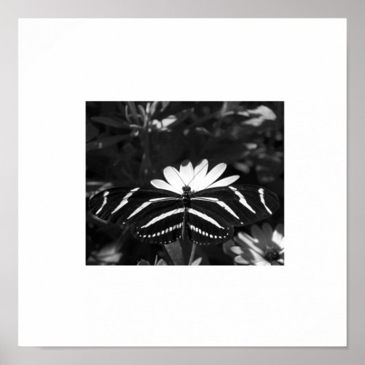 B&Wゼブラバタフライオンホワイト ポスター (正面)