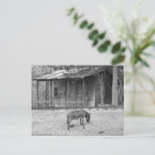 B&Wポストカードのキャビンとロバ ポストカード (スタンド正面)