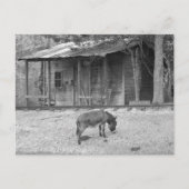 B&Wポストクロッシングキャビンとロバ ポストカード (正面)