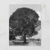 B&Wマンゴーツリー ポストカード (正面)