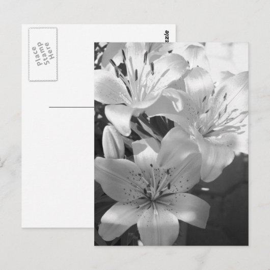 b&wユリ ポストカード (正面/裏面)