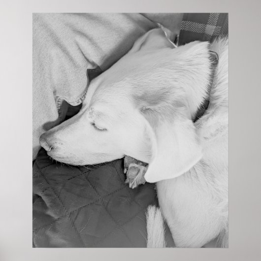 B&W白犬の美しい眠りの写真 ポスター (正面)