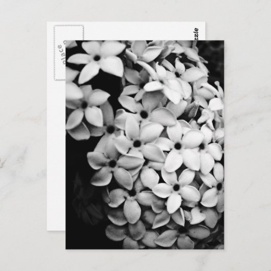 B&W ポストカード (正面/裏面)