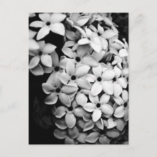 B&W ポストカード (正面)