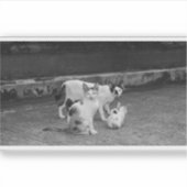 B&W - 猫 シール (正面)