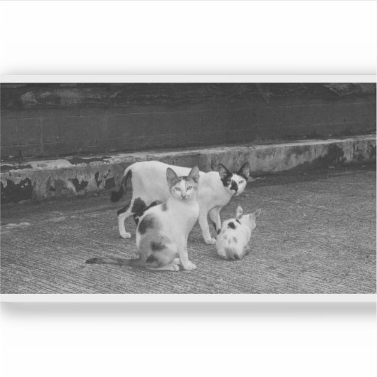 B&W - 猫 シール (正面)