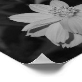 B&W – 硫黄コスモスのグループ ポスター (角)