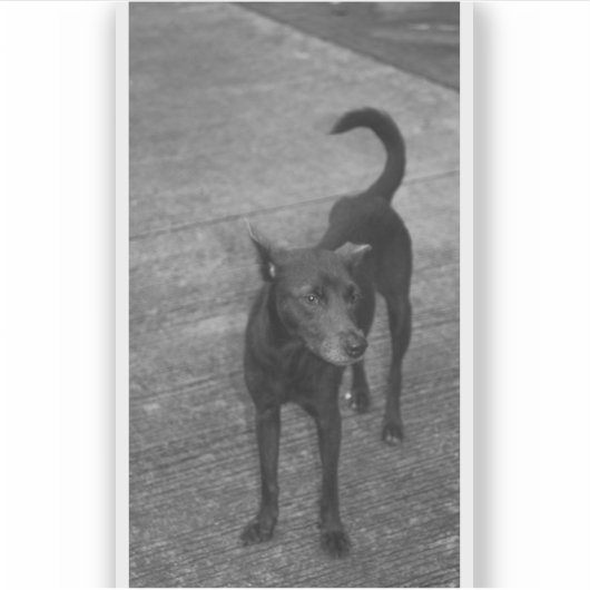 B&W - Aspin シール (正面)